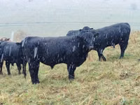Lo’, Galloway cow — sawirka 1