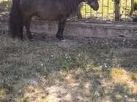 حصان, Australian Pony — الصورة 7