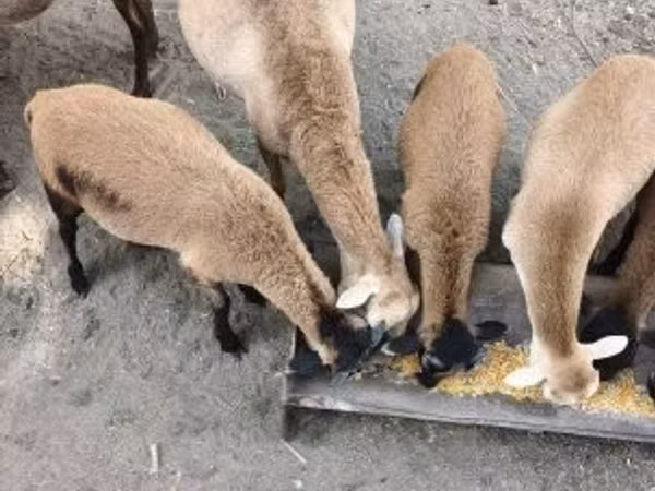 मेढ़ा, Cameroon sheep