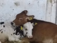 母牛, Holstein breed — 照片 5