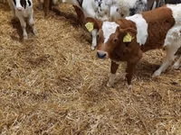 Toro, Vaca Limousin — foto 4