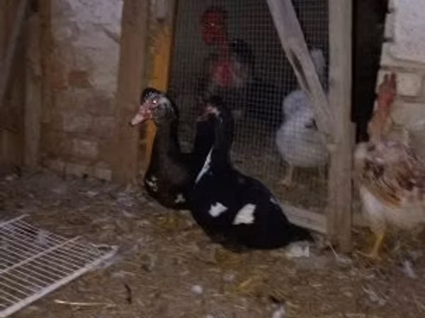 مسكوفي منزلي