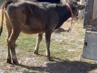 गाय, अलाताऊ नस्ल — फ़ोटो 2