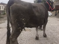 Cow, Alatau breed — photo 7