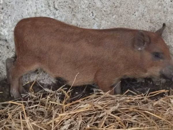 Boar, 