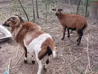 Billy Goat, Goats — photo 2
