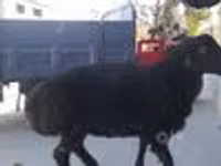 Ram, Sheep — photo 4