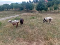 Ido, Kazakh meat-wool sheep — sawirka 4