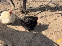 Bantam Pekín — foto 2