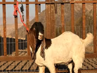 Billy Goat, Gulabi goats — photo 1
