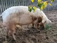 Boar, Pigs — photo 3