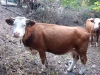 公牛, French Simmental cattle — 照片 3