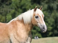 Faras, Haflinger — sawirka 3