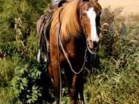فرس, Rocky Mountain Horse — الصورة 3