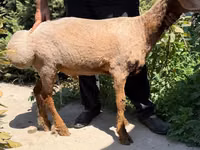 母羊, Jaidara sheep — 照片 3