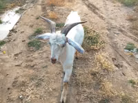 Cabro, Cabras — foto 1