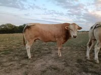Toro, Blonde d’Aquitane cattle — foto 2