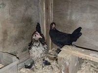 Japanese Bantam — photo 4