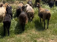 भेड़ें (लॉट, लिंग निर्दिष्ट नहीं), भेड़ — फ़ोटो 4