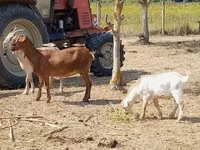 Ri’ dhaddig, Nubian Goat — sawirka 3