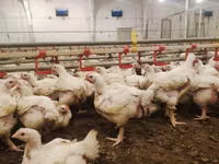 Chickens — 照片 6