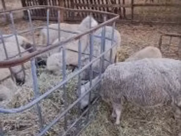 公羊, Cerry Hill sheep