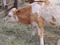 牛只（批次，未指定性别）, Simmental cattle — 照片 4