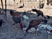 Chickens — 照片 2