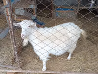 Ri’ dhaddig, Saanen goat — sawirka 3