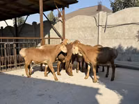 Sheep, Karakul sheep — photo 2