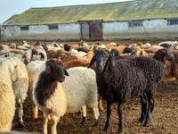 公羊, Sheep — 照片 2
