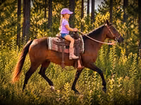 母马, Quarter Horse — 照片 4