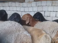 公羊, Blackheaded Persian sheep — 照片 4