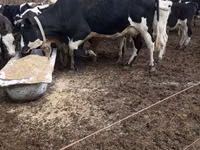母牛, Holstein breed — 照片 1