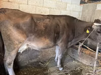 Cow, Swiss cattle — photo 2