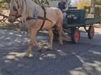 母马, Horses — 照片 2