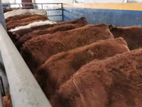 Cattle (batch, sex not specified), Limousin cow — photo 1