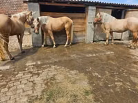 Yegua, Caballos — foto 5