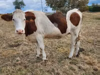 Vaca, Montbéliarde — foto 5