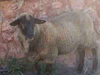 Carnero, Suffolk sheep — foto 1