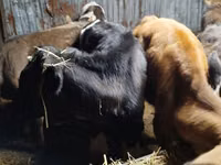 母牛, Cattle — 照片 3