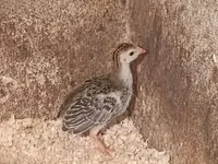 Guinea fowl — फ़ोटो 2