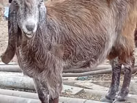 Goat, Damask goat — photo 4
