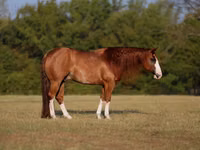 Hengst, Quarter Horse — Foto 1