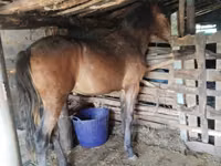Faras, Horses — sawirka 3