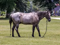 Caballo, Quarter Horse — foto 3