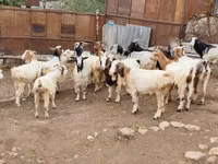 Goat, Damask goat — photo 2