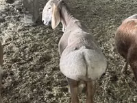 Wad, Sheep — sawirka 4
