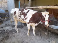 Vaca, Red Estonian cattle — foto 2