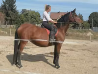Mare, Hungarian horse breed — photo 2